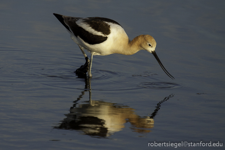 avocet